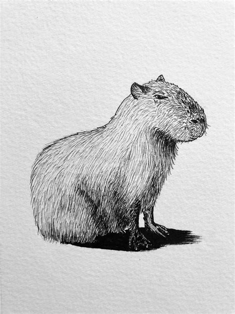 13 Nov 2022 ... Learn how to draw a capybara animal with me @shara studio.